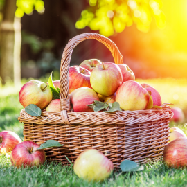 cueillette des pommes dijon